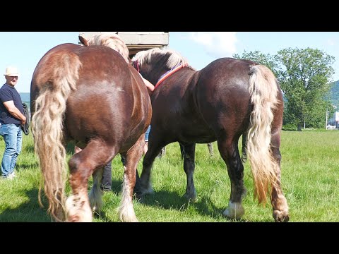 Caii lui Ionuț de la Bixad herghelia Doda 2024