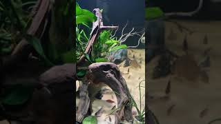 [閒聊] 鼠魚缸分享