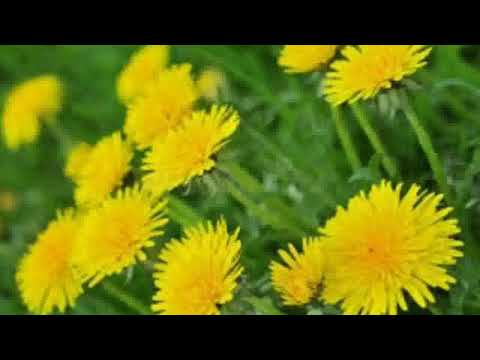 Lulja e majit, Zef Daka, Kange Shkodrane nga i madhi Pjerin Ashiku.