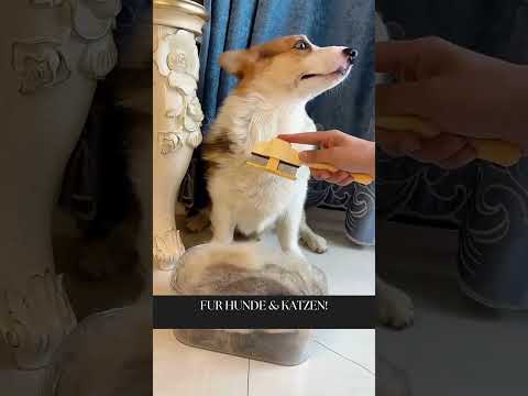 Selbstreinigende Bürste für Haustiere – Jetzt 1 kaufen, 1 GRATIS erhalten! #Haustierbürste