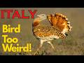 Bird Videos Birds Of Italy 20 Rare Species The Weirdest Bird Caught On Camera