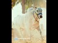 Basava Akhanda Balayya Boyapatisrinu Ssthaman