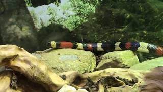 Grosso serpente Trieste nell'acquario molto bello e colorato