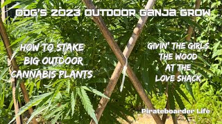 ODG’s 2023 OGG How to Stake Big Outdoor Cannabis Plants Givin’ the Girls the Wood at the Love Shack