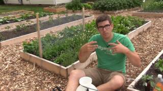 Controlling Aphids Naturally Using Neem Oil