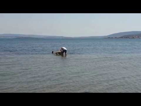 Dogs playing on the inshore of Aegean sea