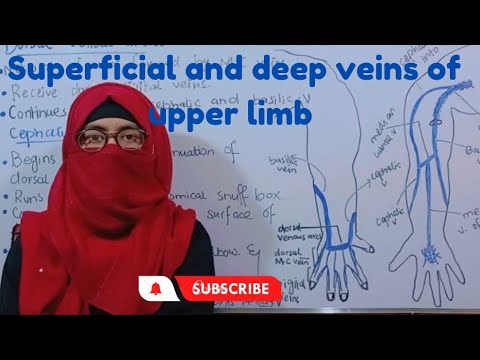 Vein S of upper limb | superficial veins and deep veins | ayesha medical education If