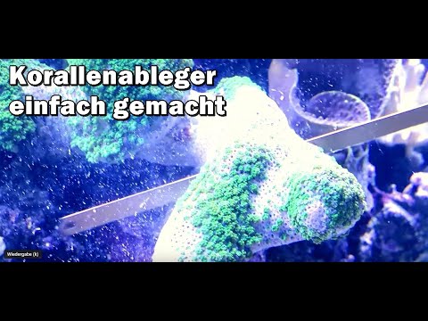 Fish and More´s Coral Breeding Siegen - we propagate many corals today