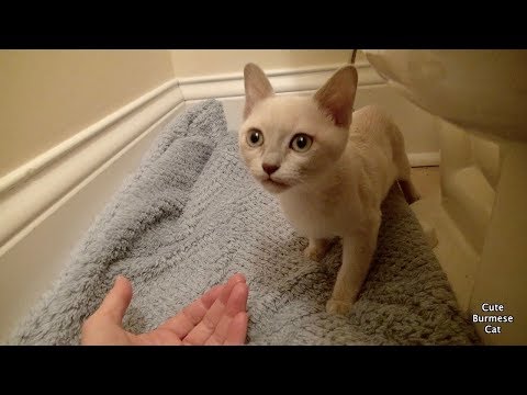 How to Help a Shy Scared Kitten | First Days Home!