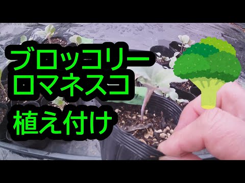 ロマネスコ 植物