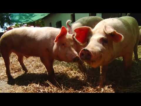 SVINJARI VIŠE NEĆE DA ĆUTE  - GUBITAK 5 hiljada dinara po svinji - Farma Bičkei Orom