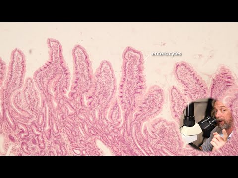 Histology of the small intestine