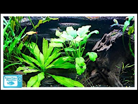 Beginners Guide to Aquatic Plants: How to Keep Plants in Your Fish Tank