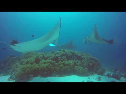 Mahi Rock (Manta Cleaning station near Dhangethi)
