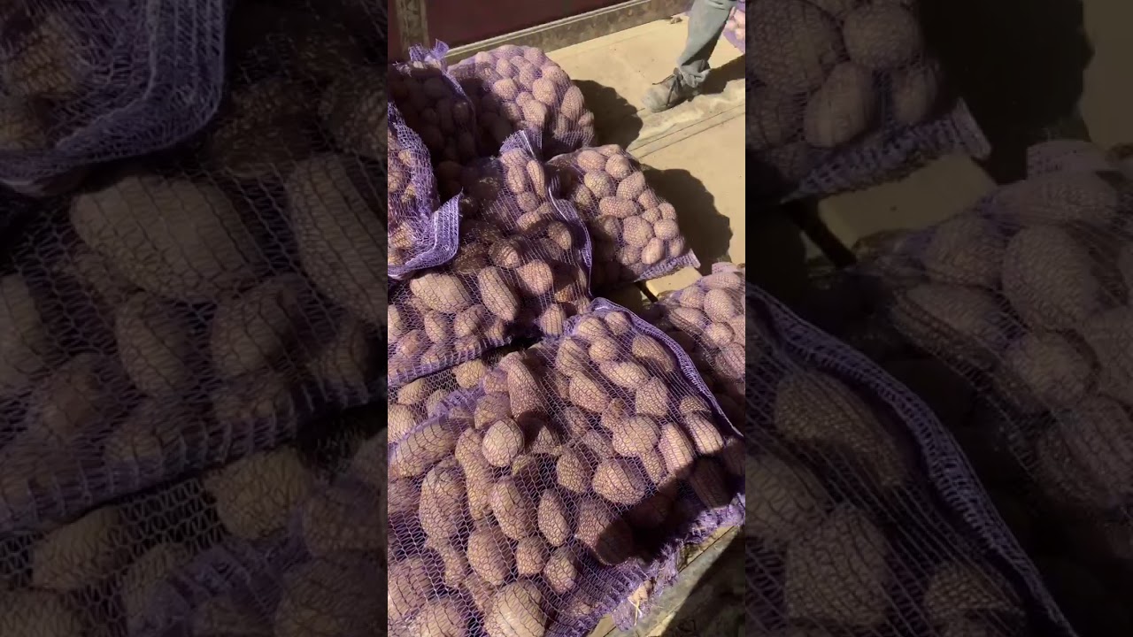 Картофель Беллароза оптом, разные калибры, на сети, социалку, семена