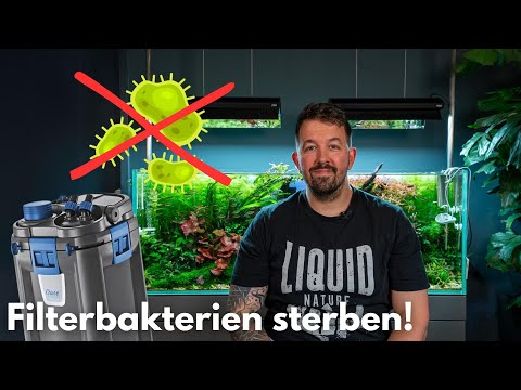 How long do filter bacteria survive when the filter is off?