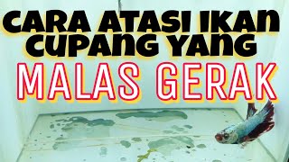Download lagu ikan cupang malas gerak mp3