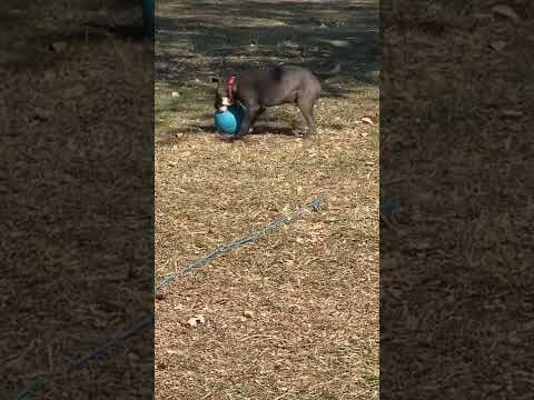 Jeffrey, an adopted Pit Bull Terrier & Labrador Retriever Mix in Wylie, TX_image-1