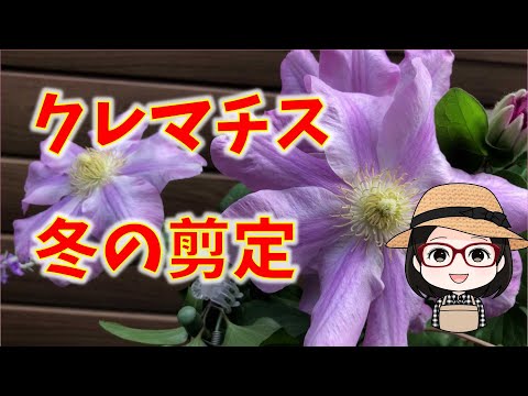 クレマチスが元気に育つように剪定します。どのような基準で剪定を行うべきですか?  庭園