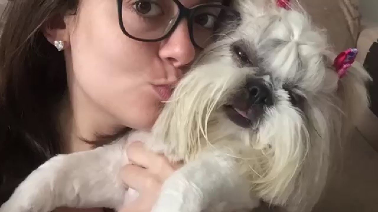 Alimentação natual Cozida Para Cães - Minha Experiência