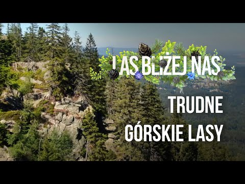 Las bliżej nas - Trudne, górskie lasy