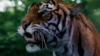 Face To Face With A Tiger - In The Forest Of The Night - Doctor Who - BBC