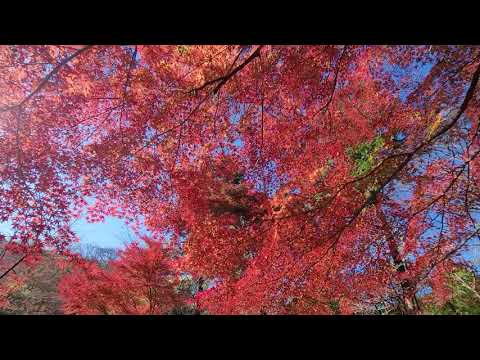 嵐山渓谷ぐるぐる