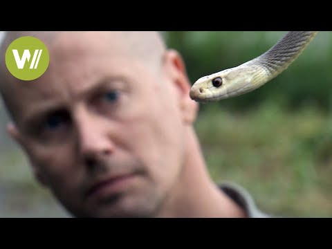 He hunts the most dangerous snake in the world!