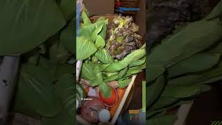 Bukan Barang Mewah, Intip Penampakan Isi Hampers Lebaran Presiden Prabowo, Ada Sayuran Segar