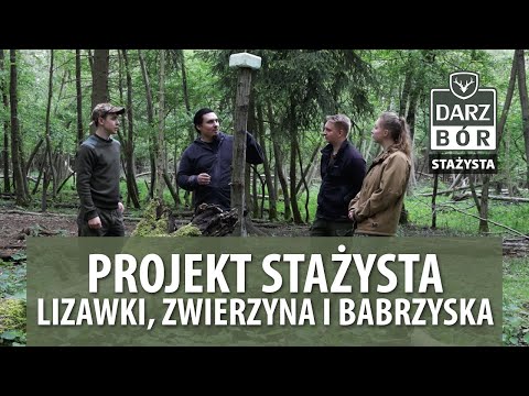 # 6 PROJEKT STAŻYSTA -  Lizawki, zwierzyna i babrzyska