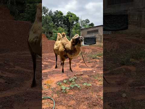 Ăn quả dứa biến thành con sứa #challenge