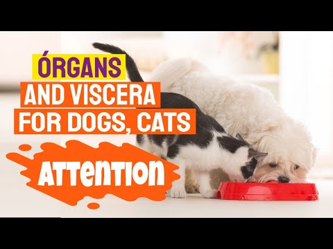 🐶ORGANS and VISCERA: 🌮¿ARE THEY Superfoods for DOGS AND CATS?