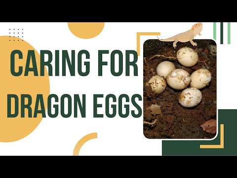 How To Take Care Of Bearded Dragon Eggs