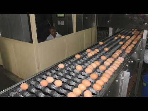 , title : 'Así se Seleccionan y Empacan los Huevos en una Granja de Gallinas Automatizada'