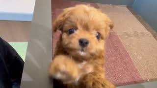 ハーフ犬の動画01