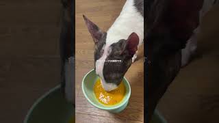 2026.3.27食後のスープ#ブルテリア#bullterrier#犬#犬との暮らし#愛犬#dog#可愛い#わんこ#お散歩#family#パピー #仔犬