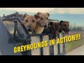 Coyote Hunting With Dogs In Overpopulated Farmlands Tons Of Coyote
