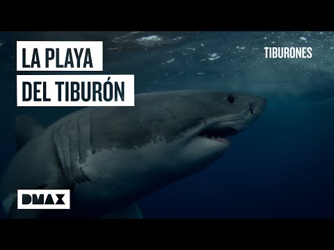 La playa más peligrosa de California: capturando al gran tiburón de Long Beach | Tiburones
