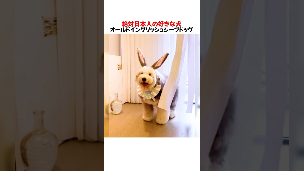 絶対日本人が好きな犬オールドシープを紹介した結果ｗｗｗｗｗ