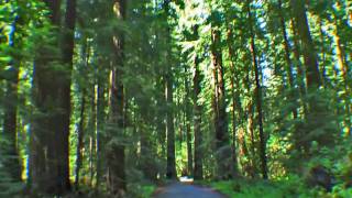 preview picture of video 'Founders Grove, Avenue of the Giants, Humboldt Redwoods, CA'