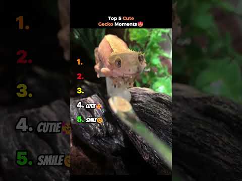 Top 5 Cute Gecko Moments #shorts #cutegecko #gecko #geckolovers