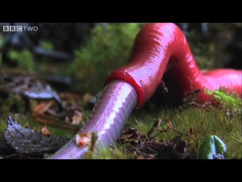Monster leech swallows giant worm