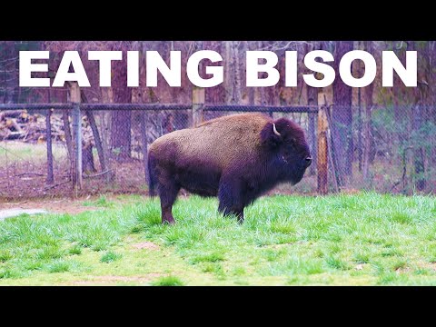 The argument for eating bison (buffalo) meat