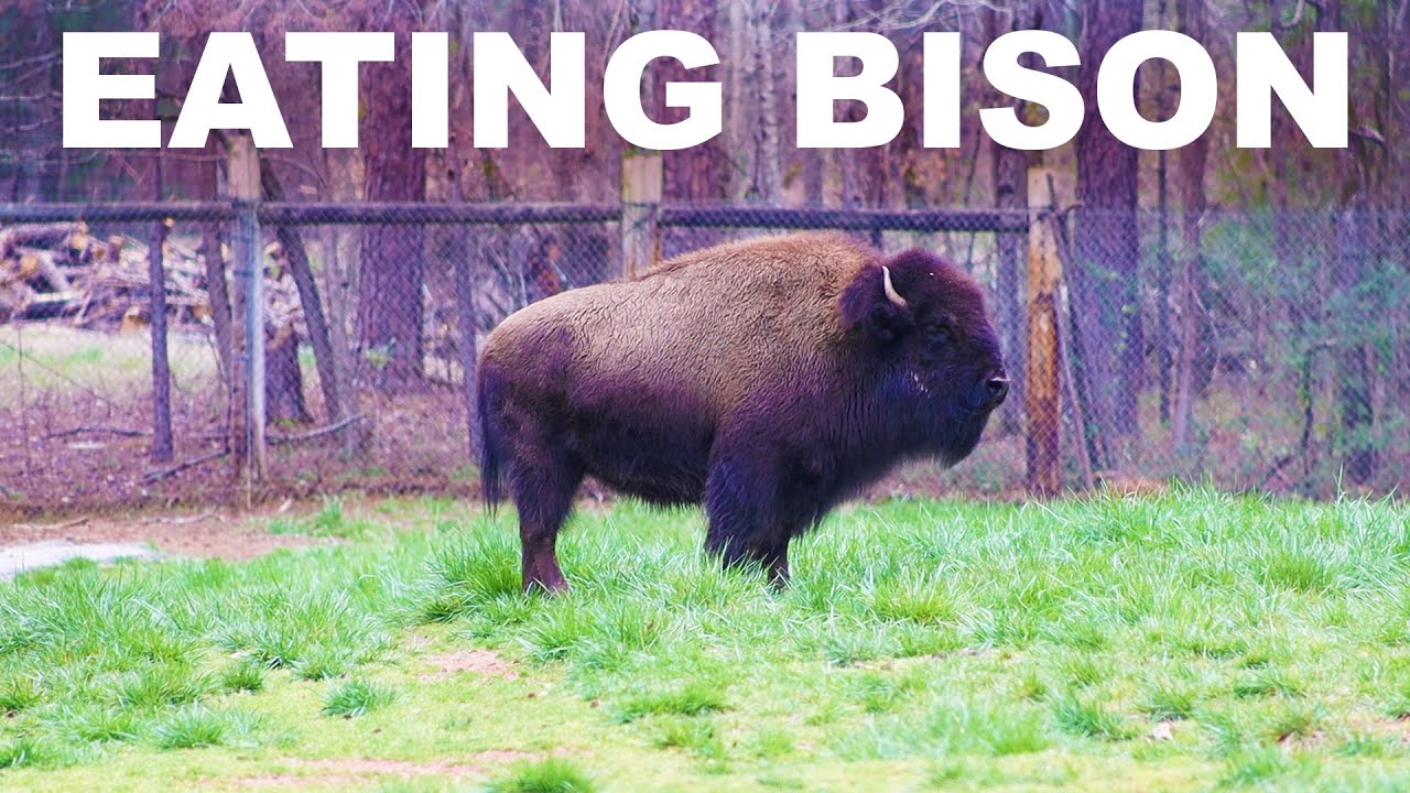 The argument for eating bison (buffalo) meat