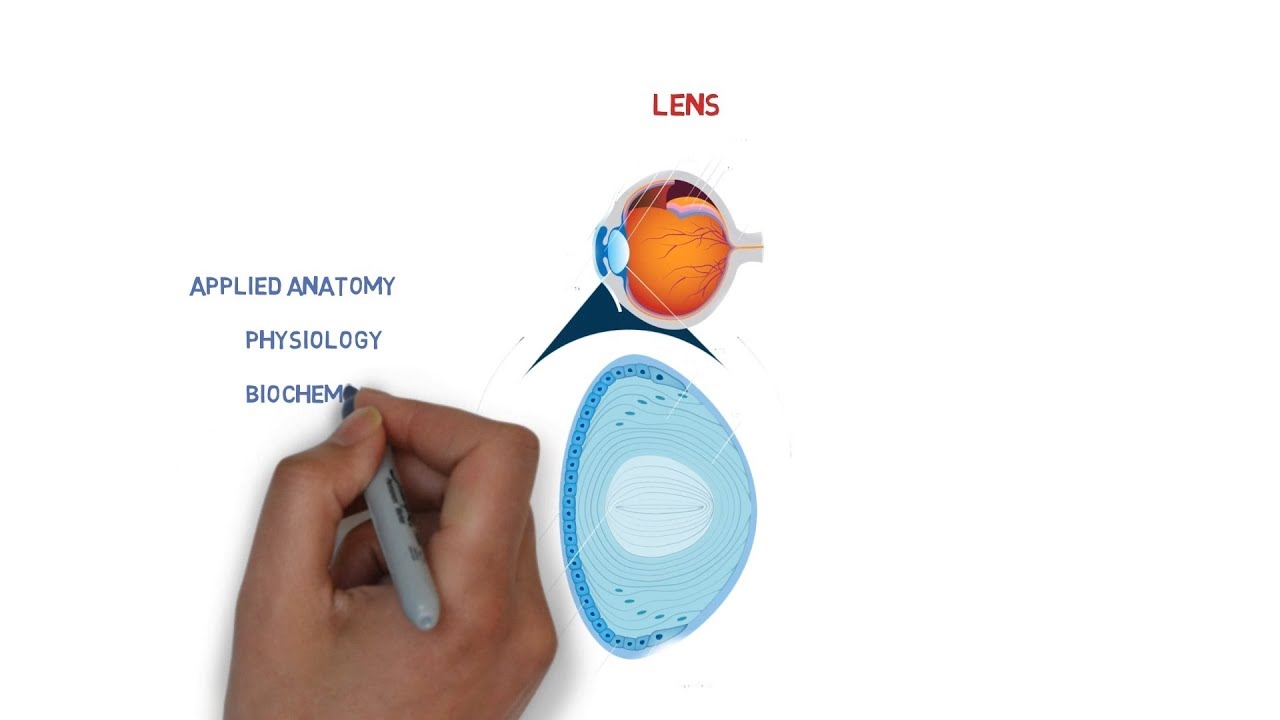lens anatomy | structures | physiology and biochemistry | eye ball