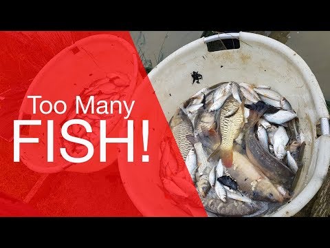 Too Many Fish! - Fishery Netting Vlog