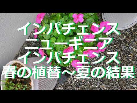 園芸 オウムのくちばし、ザンジバル インパチェンス、ニアムニアム