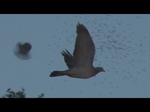 Slo mo shotgun impact – Pigeons Slo mo shotgun impact – Pigeons