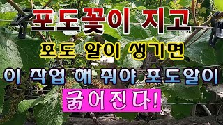 [텃밭농부 1,509]  포도 꽃이 지고 열매가 열리면 이 작업 해 줘야 포도가 굵어진다. #포도재배
