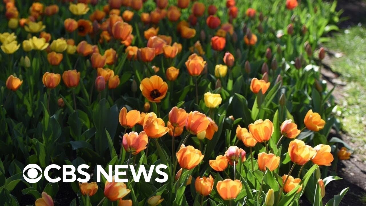 Spring 2025 will likely bring above-average temperatures, dry weather, NOAA says